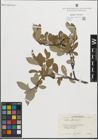 Foto von Salix glauca L.